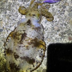 今季初のエギング