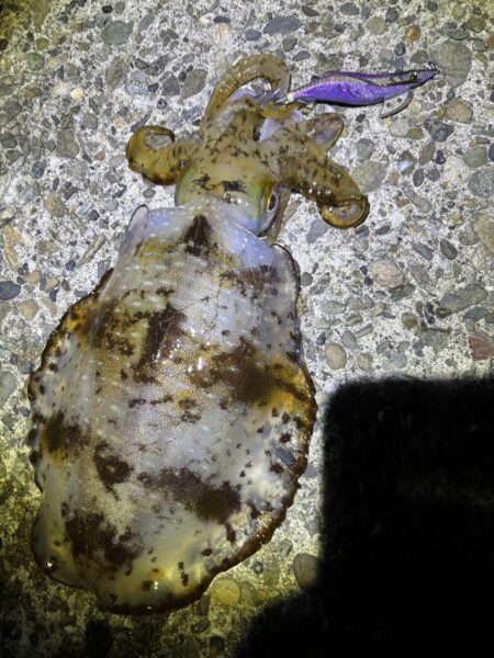 今季初のエギング