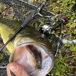 プリスポーンはミドスト‼️