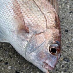 乗っ込みマダイ