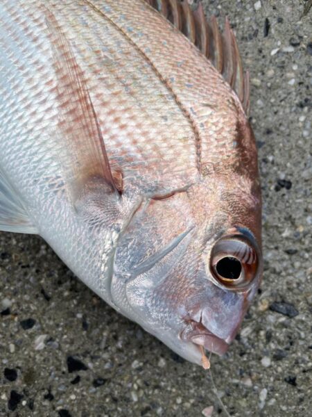 乗っ込みマダイ