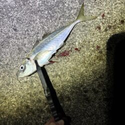 久々のアジング