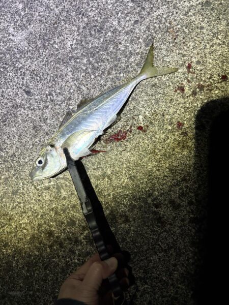 久々のアジング