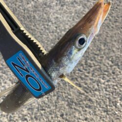 朝マズメのカマス調査で16匹GET