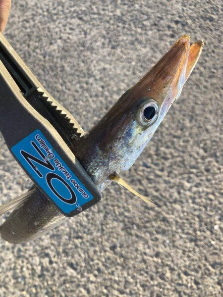 朝マズメのカマス調査で16匹GET