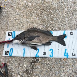 チヌフカセ。乗っ込み真っ只中！