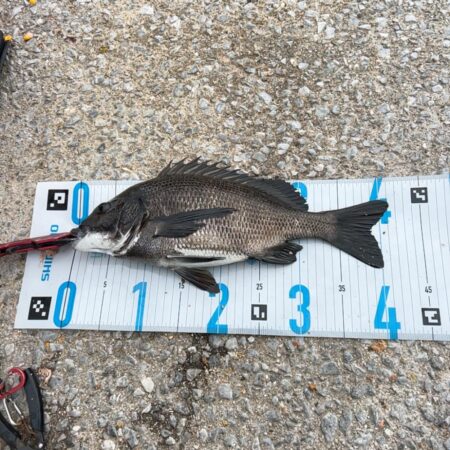 チヌフカセ。乗っ込み真っ只中！