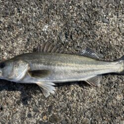 沖堤防シーバス