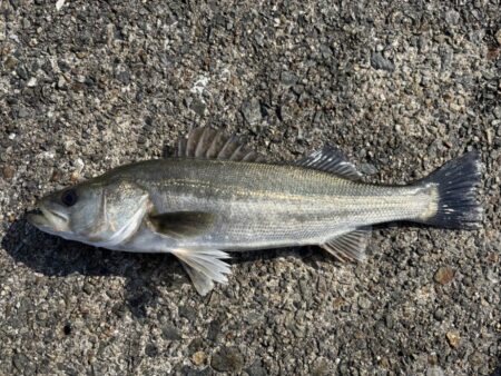 沖堤防シーバス