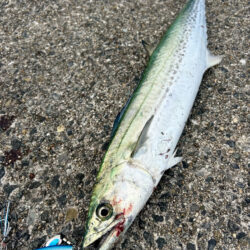 サゴシ　マゴチ