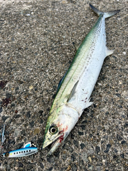 サゴシ　マゴチ