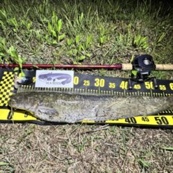 ナイトゲームのナマズ