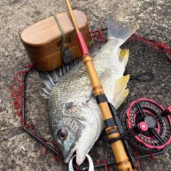 ヘチって来ました