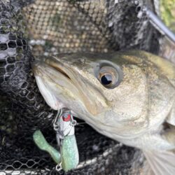 シーバスシーバスチヌトキドキボラ