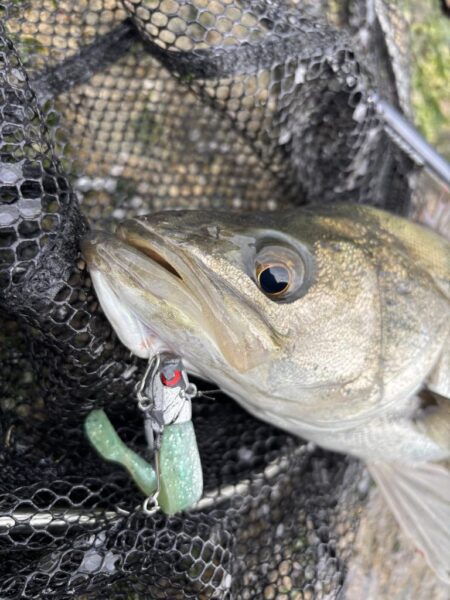 シーバスシーバスチヌトキドキボラ