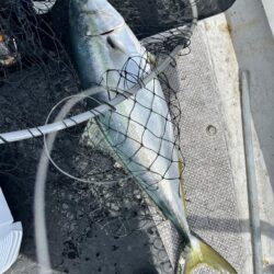 今年も寒ぶりとれました！