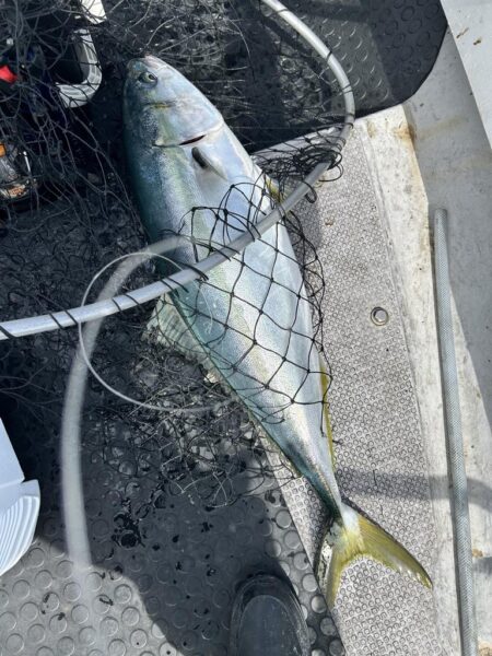 今年も寒ぶりとれました！