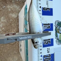 初めての春アジング