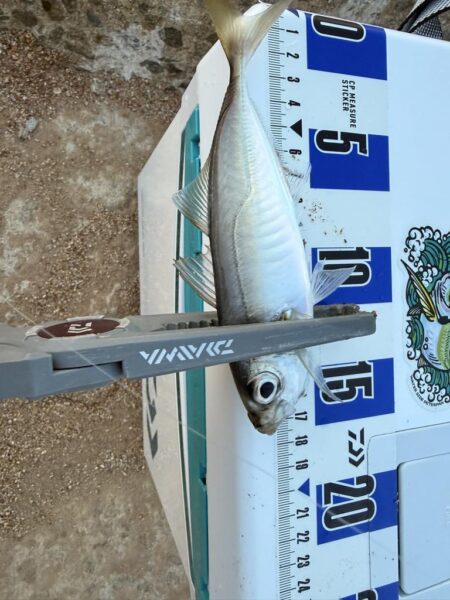 初めての春アジング