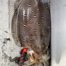 再びティップラン