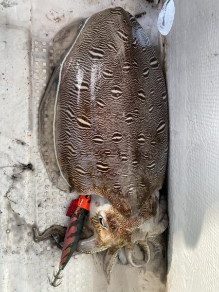 再びティップラン