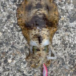 エギング。短時間で釣果良好