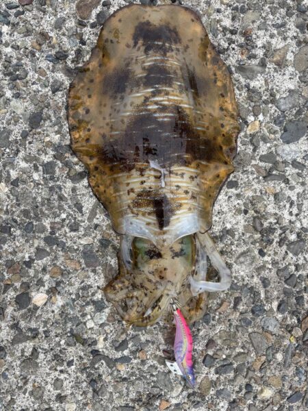 エギング。短時間で釣果良好