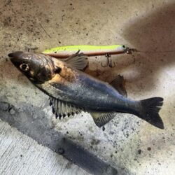 バチ抜けシーバス