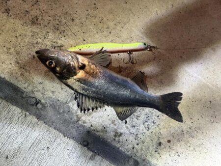 バチ抜けシーバス