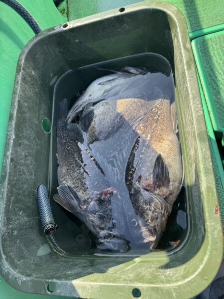 サクラ咲く 海上からのお便りは？