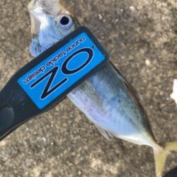 朝のアジ調査で30匹GET