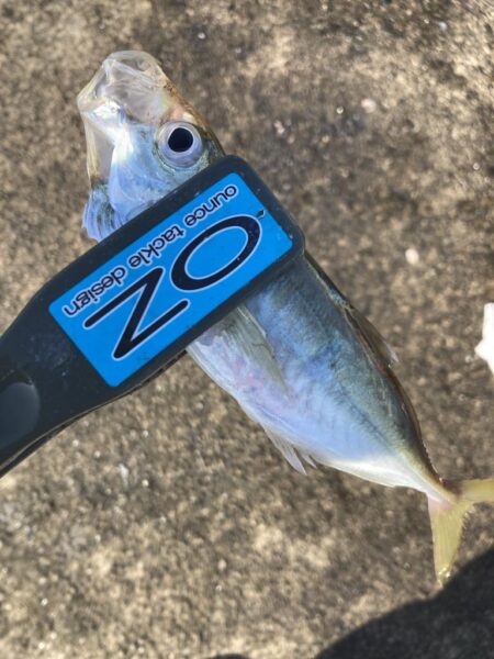 朝のアジ調査で30匹GET