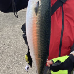湾奥の大サバ来てます