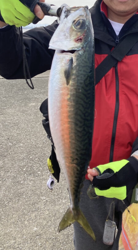 湾奥の大サバ来てます