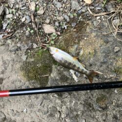 晴天無しでも釣果爆発