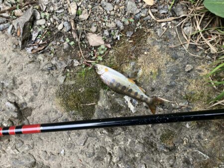 晴天無しでも釣果爆発