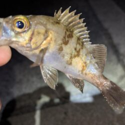 メバル12 ガシラ7