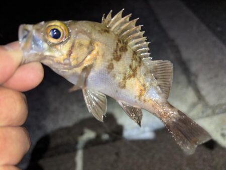 メバル12 ガシラ7