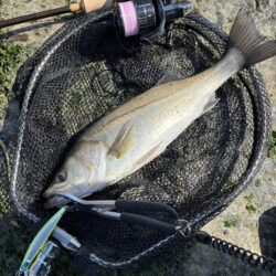 シーバスシーバスシーバスシーバス