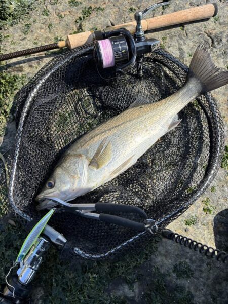 シーバスシーバスシーバスシーバス