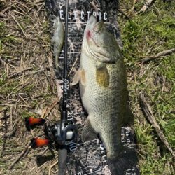 淀川ビッグバス！