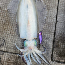 ティップラン連続釣行