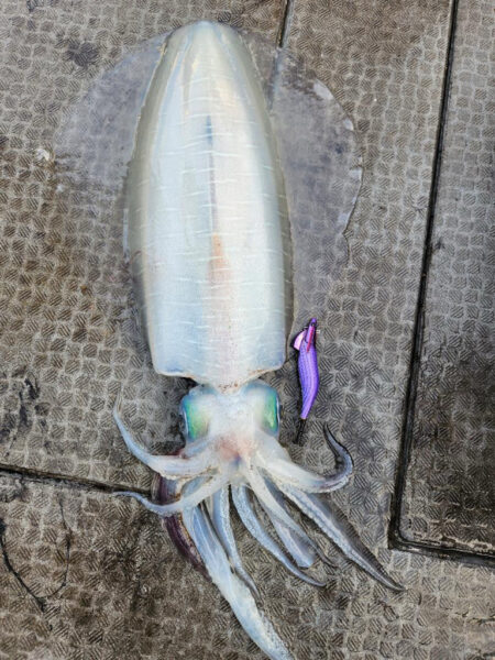 ティップラン連続釣行