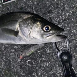 やっぱりハクボイルにはフラグマ90f！