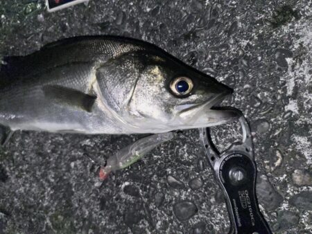 やっぱりハクボイルにはフラグマ90f！