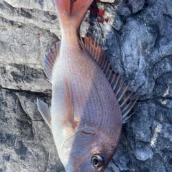 乗っ込みマダイ