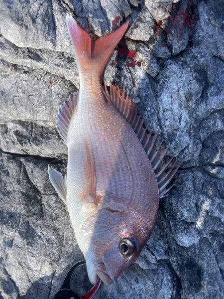 乗っ込みマダイ