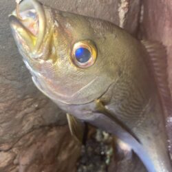 ロックショアゲーム