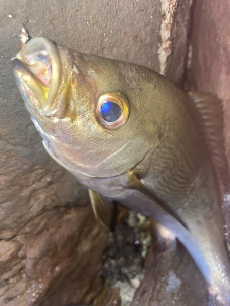 ロックショアゲーム