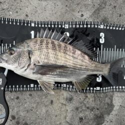 中海チニング釣行